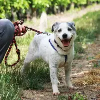Adopta a Miley