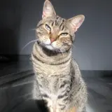 Adopta a Romeo