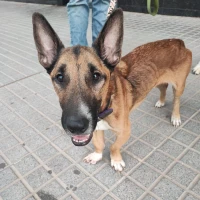 Adopta a Tornado