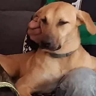Nala