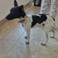 Adopta a Bartolo Perrito Pequeño Tlf 645978718