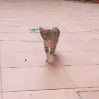 Adopta a Mini