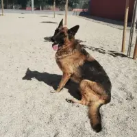 Adopta a Asgard