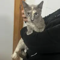 Adopta a Bimba