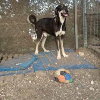 Fiti