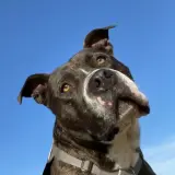 Adopta a Ruperto