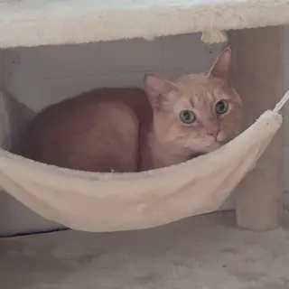Nemo