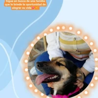 Adopta a Hanna