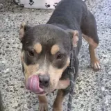 Adopta a Olivia