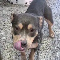 Adopta a Olivia