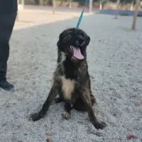 Adopta a Calippo
