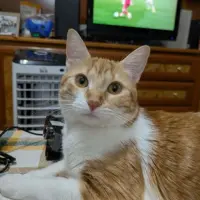 Adopta a Cleo