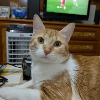 Cleo