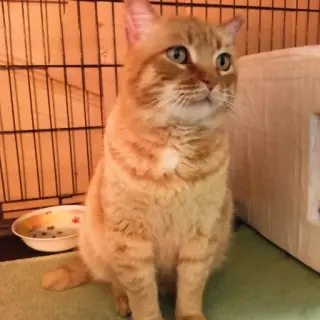 Nacho