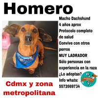 Adopta a Homero
