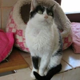 Adopta a Megan