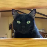 Adopta a Calimero