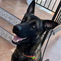 Adopta a Bismarck