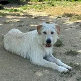 Adopta a Yuki