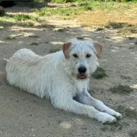 Adopta a Yuki