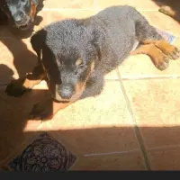 Adopta a Tuna