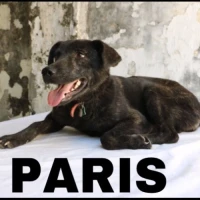 Adopta a Paris