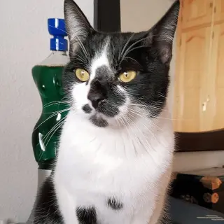 Oreo, Dulce Cachorro de 7 Meses