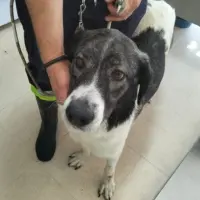 Adopta a Ciruela