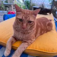 Adopta a Pirata
