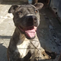 Adopta a Adán