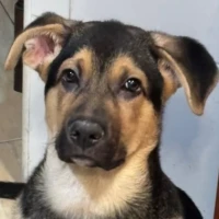Adopta a Yaki