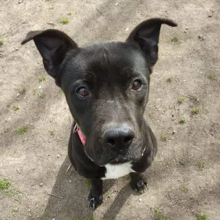 Oso
