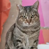 Adopta a Pardacer