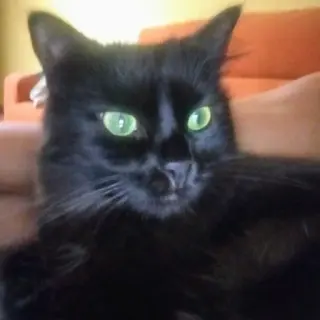 Cleo