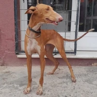 Adopta a Zanahoria