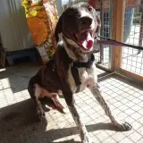 Adopta a Dog
