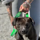 Adopta a Congo