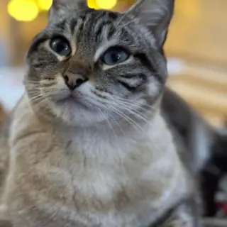 Rex