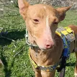 Adopta a Nugget