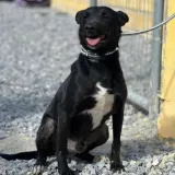 Adopta a Thalo