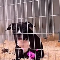 Adopta a Kaponebalora