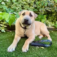 Adopta a Peach