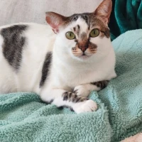Adopta a Xena