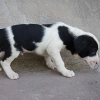 Adopta a 4 Cachorros En Adopción O Acogida