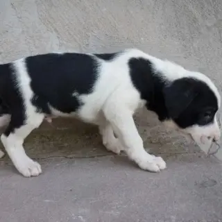 4 Cachorros En Adopción O Acogida