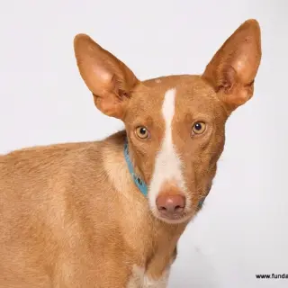 Filipo