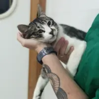 Adopta a Tulipán