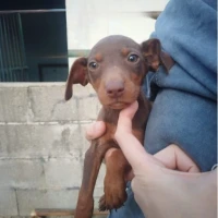 Adopta a Cuqui