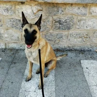Adopta a Kira