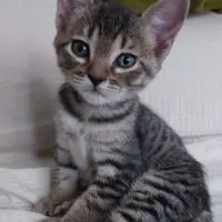 Adopta a Toulouse